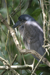 Boat-billed Heron    